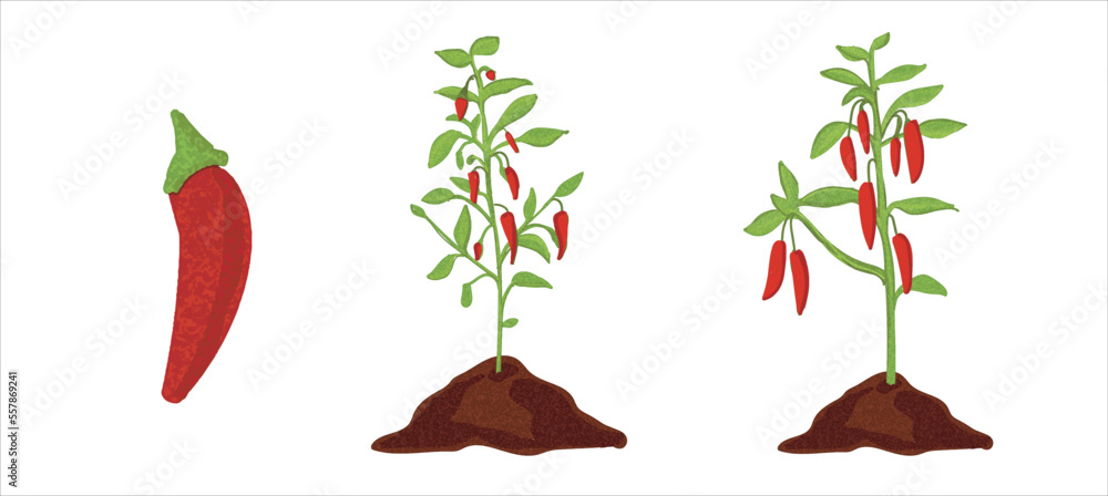 Growth stages of green pepper plant. Green pepper growing stages vector ...