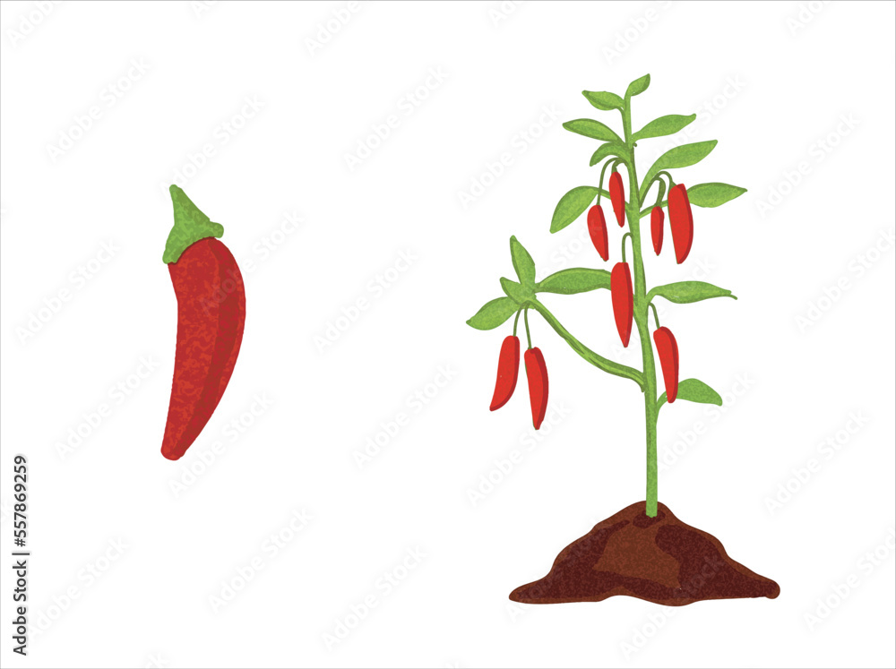 Growth stages of green pepper plant. Green pepper growing stages vector