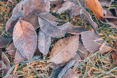 Frozen oak leaves abstract natural background. Closeup texture of frost and colorful autumn leaves on forest ground. Tranquil nature pattern morning hoar frost abstract seasonal macro. Peaceful winter