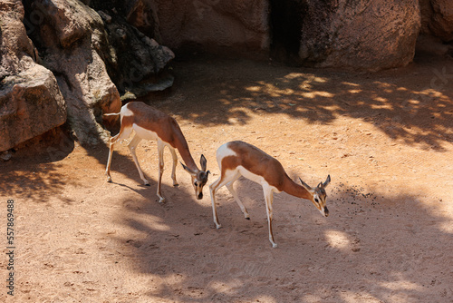 The Dama Gazelle - Nanger dama - also known as the Addra Gazelle or Mhorr Gazelle photo