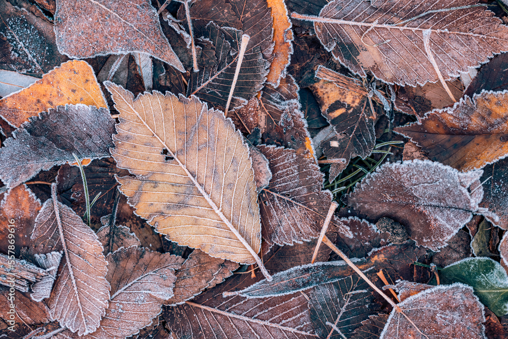 Frozen oak leaves abstract natural background. Closeup texture of frost and colorful autumn leaves on forest ground. Tranquil nature pattern morning hoar frost abstract seasonal macro. Peaceful winter Frozen oak leaves abstract natural background. Closeup texture of frost and colorful autumn leaves on forest ground. Tranquil nature pattern morning hoar frost abstract seasonal macro. Peaceful winter