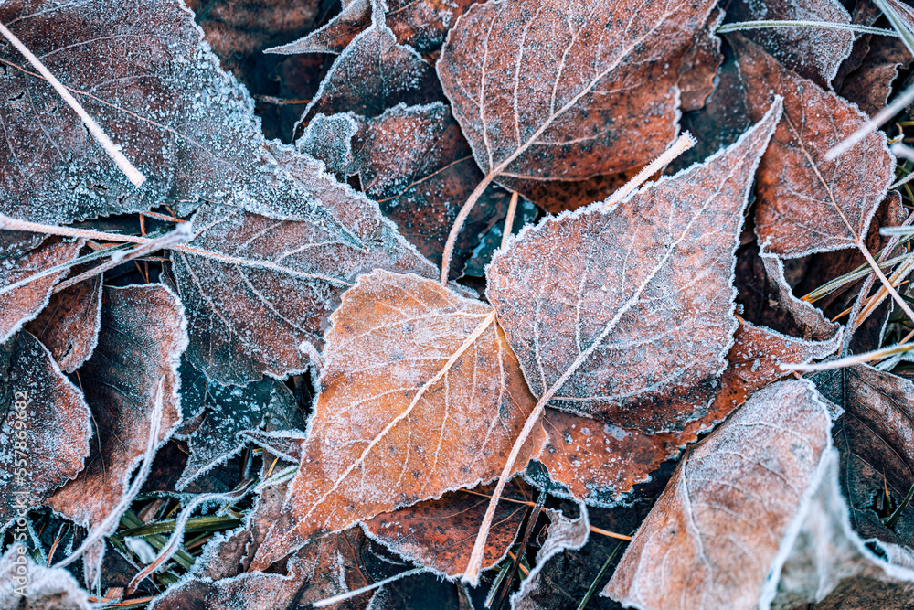 Frozen oak leaves abstract natural background. Closeup texture of frost and colorful autumn leaves on forest ground. Tranquil nature pattern morning hoar frost abstract seasonal macro. Peaceful winter Frozen oak leaves abstract natural background. Closeup texture of frost and colorful autumn leaves on forest ground. Tranquil nature pattern morning hoar frost abstract seasonal macro. Peaceful winter