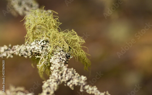 beard lichen on a tree, Usnea hirta, biomonitor od air pollution