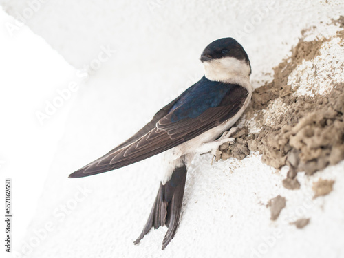 house martin, Delichon urbicum