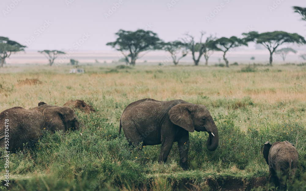 Naklejka premium Elefant im Serengeti-Park