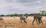 Giraffen-Familie in Serengeti