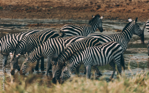 Zebras in Herde am Fluss