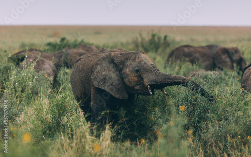 Elefant im Serengeti-Park © glogge