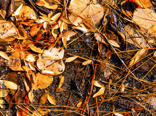 A feast of colorful leaves lay on the ground. Fall and winter relaxing image with natural earthy colors. © Dimitrios