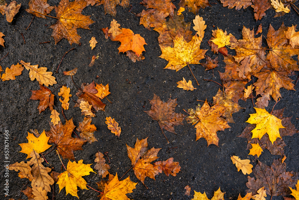 Autumn leaves on wet asphalt after the rain Autumn leaves on wet asphalt after the rain