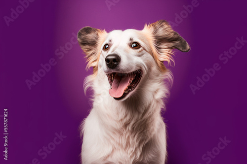 Studio portrait of a mixed breed dog on a purple background. Generative AI. © DALU11