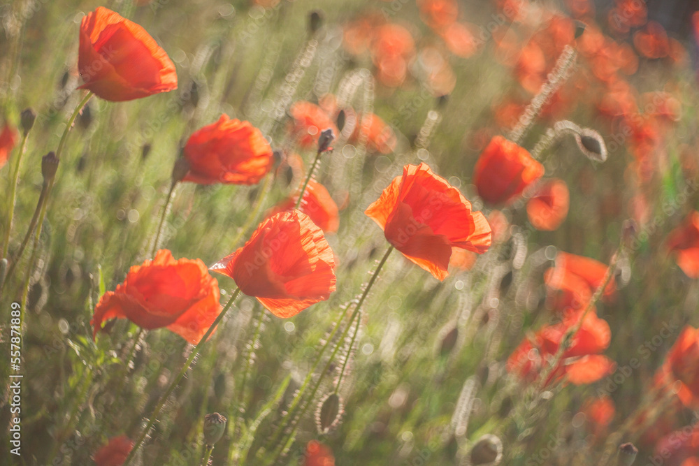 Fototapeta premium field of poppies
