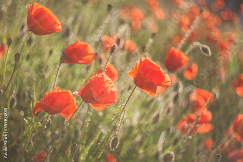 field of poppies