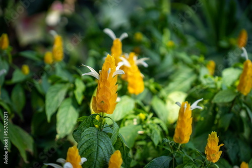 Pachystachys lutea flowers in a shady garden