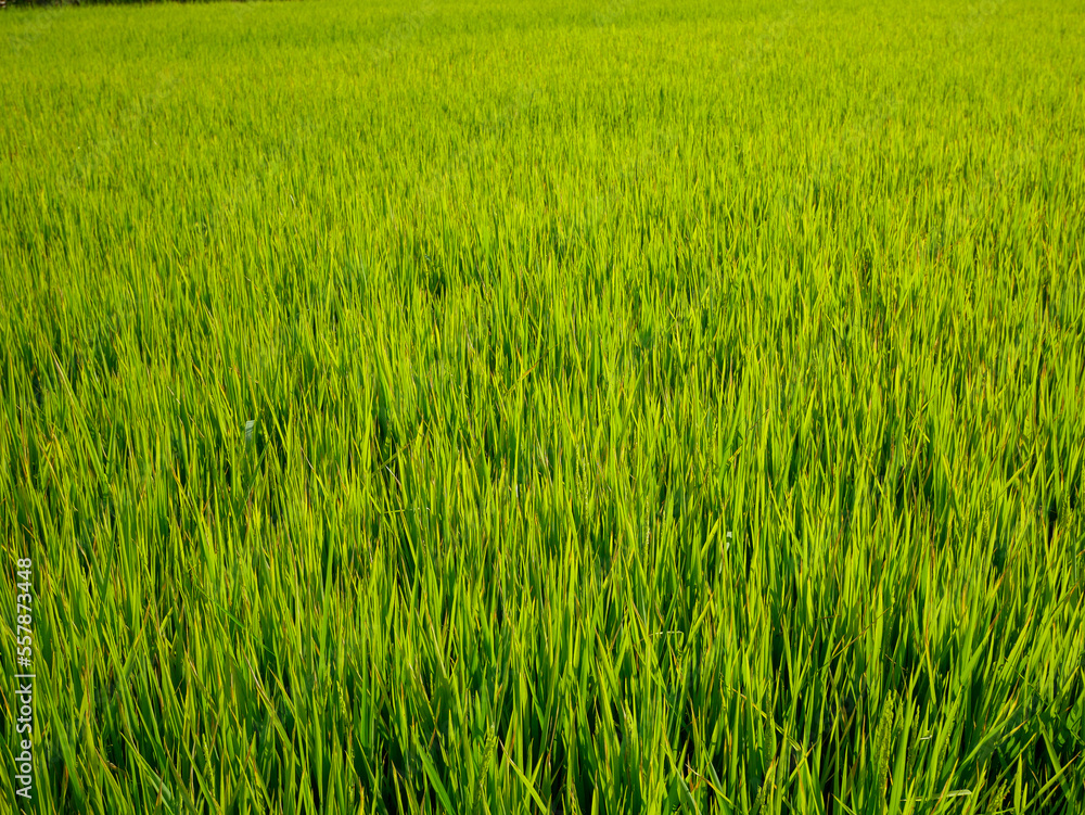 Rice stalks in the vast fields important agricultural products of Thailand