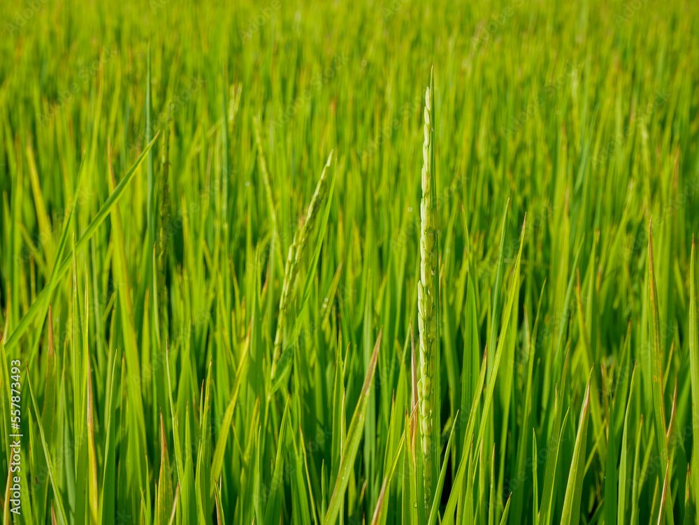 Rice stalks in the vast fields important agricultural products of Thailand Rice stalks in the vast fields important agricultural products of Thailand