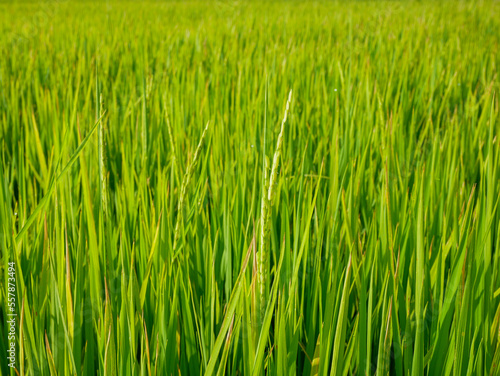 Rice stalks in the vast fields important agricultural products of Thailand