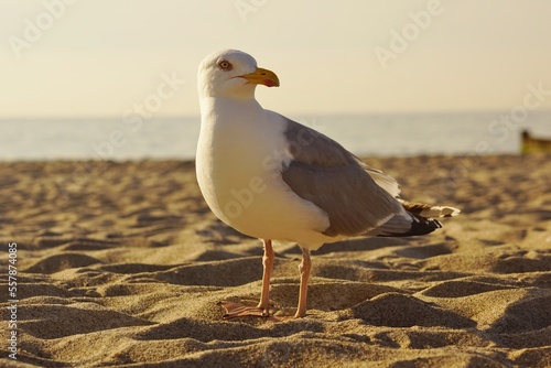 Möwe am Ostseestrand