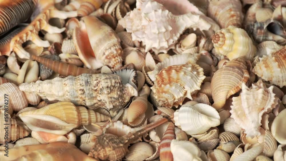 Seashells on the coast. Cockleshells. Background of shells. Summertime, vacation, travel, tourism concept - seashell lie on beach. Flat lay, top view, close-up Seashells on the coast. Cockleshells. Background of shells. Summertime, vacation, travel, tourism concept - seashell lie on beach. Flat lay, top view, close-up
