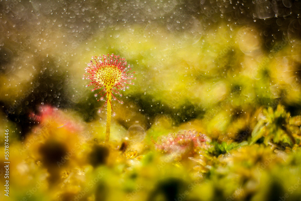sundews with dew drops, drosera rotundifolia