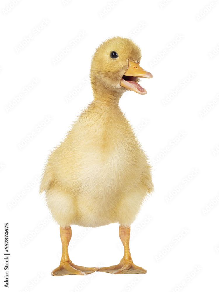 Three day old cute Peking Duck chick, standing facing front. Head turned to side looking towards camera. Isolated ocutout on transparent background. Beak open. Three day old cute Peking Duck chick, standing facing front. Head turned to side looking towards camera. Isolated ocutout on transparent background. Beak open.