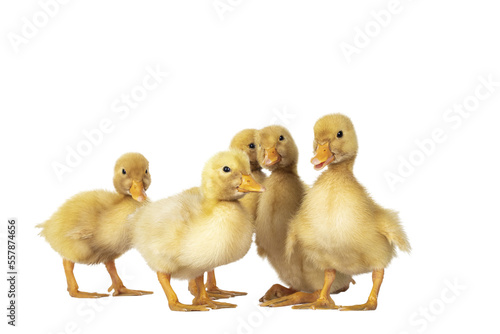 Group of 5 three day old cute Peking Duck chicks, standing in group. Looking towards camera. Isolated cutout on transparent background.