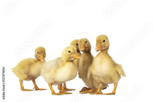 Group of 5 three day old cute Peking Duck chicks, standing in group. Looking towards camera. Isolated cutout on transparent background. photo