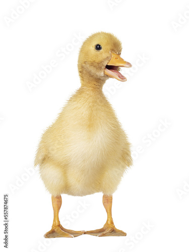 Three day old cute Peking Duck chick, standing facing front. Head turned to side looking towards camera. Isolated ocutout on transparent background. Beak open.