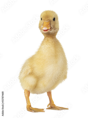 Three day old cute Peking Duck chick, standing side ways. Head turned to and looking towards camera. Isolated cutout on transparent background.