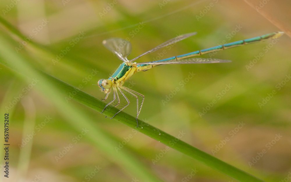 blue dragonfly on a green leaf blue dragonfly on a green leaf