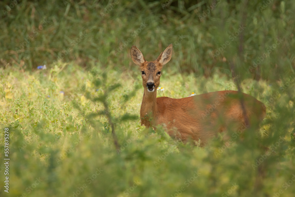 roe deer in the grass