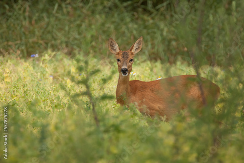 Fototapeta Naklejka Na Ścianę i Meble -  roe deer in the grass