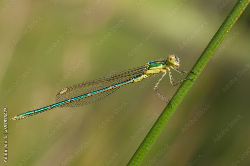 blue dragonfly on a green leaf blue dragonfly on a green leaf