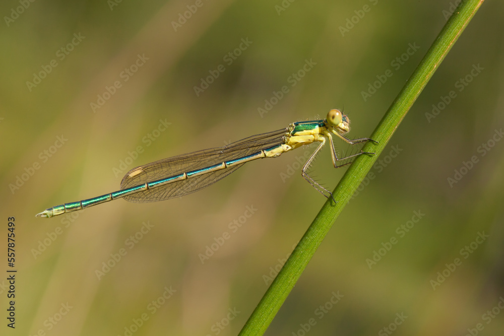 blue dragonfly on a green leaf blue dragonfly on a green leaf