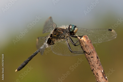 Фотография close up of a dragonfly, dark whiteface, leucorrhinia albifrons