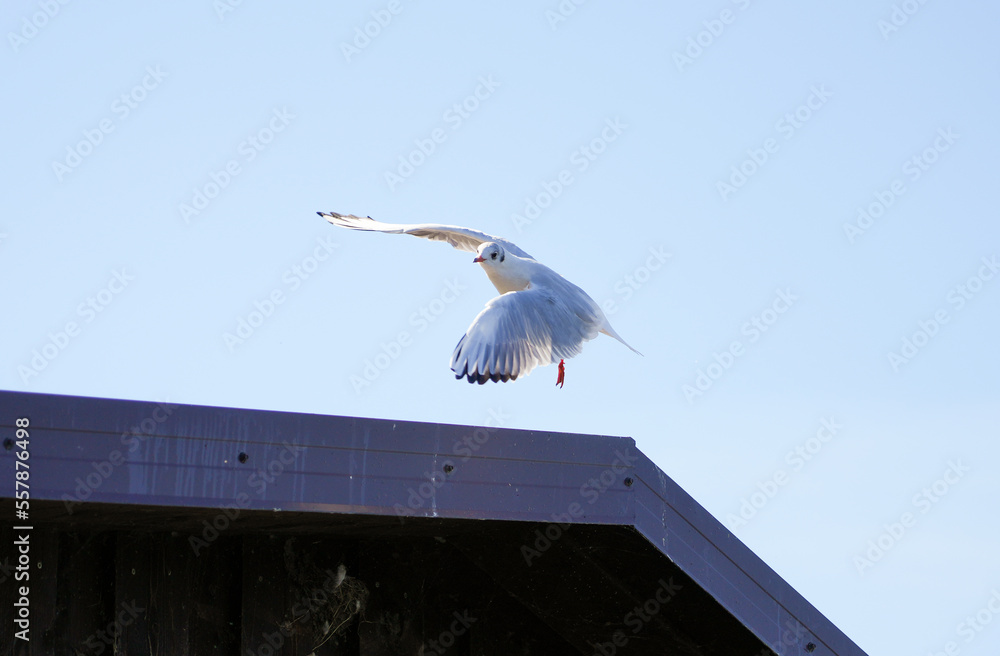 Flying seagull at the Steinhuder Meer. Water bird. Larinae.
Flying seagull at the Steinhuder Meer. Water bird. Larinae.