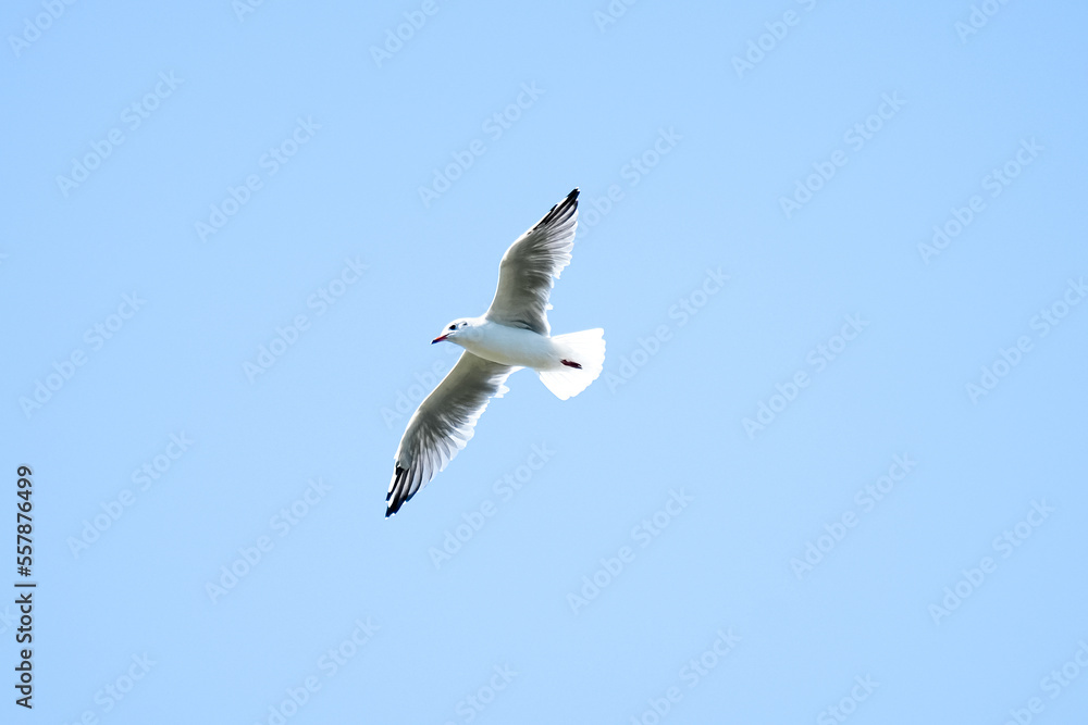 Flying seagull at the Steinhuder Meer. Water bird. Larinae.
Flying seagull at the Steinhuder Meer. Water bird. Larinae.