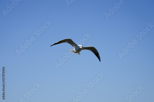 Flying seagull at the Steinhuder Meer. Water bird. Larinae. 