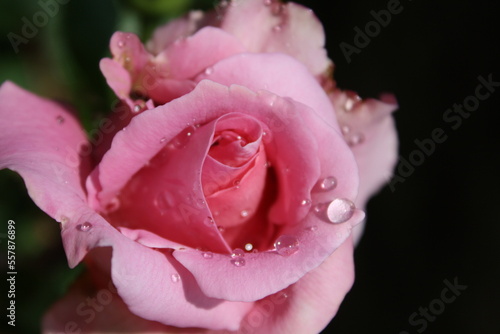 Rosa con lluvia