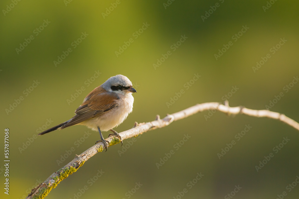 red-backed shrike (Lanius collurio) is a carnivorous passerine red-backed shrike (Lanius collurio) is a carnivorous passerine