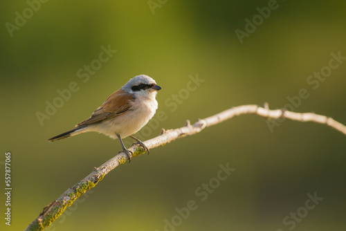 young red-backed shrike, Lanius collurio photo