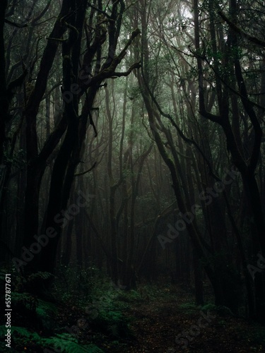 DARK FOREST | 4K |ADOBE PHOTOSHOP