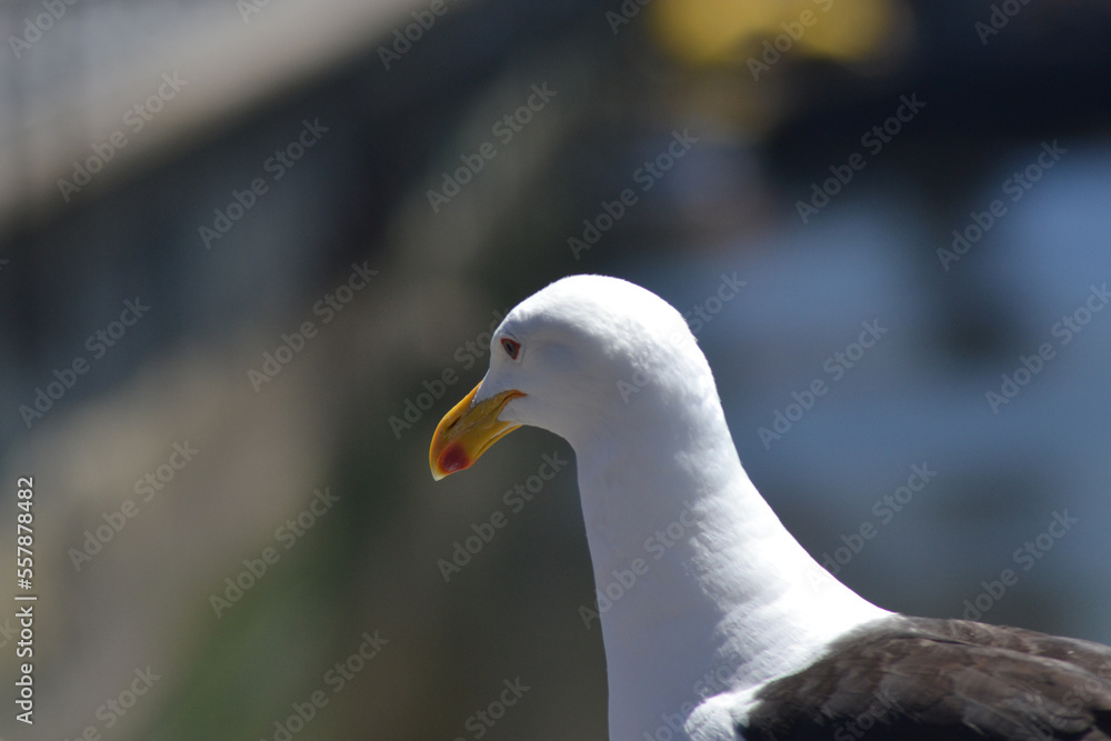 a seagull in summer on the coast of Chile a seagull in summer on the coast of Chile