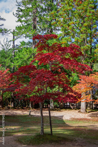 Wallpaper Mural autumn in the park Torontodigital.ca