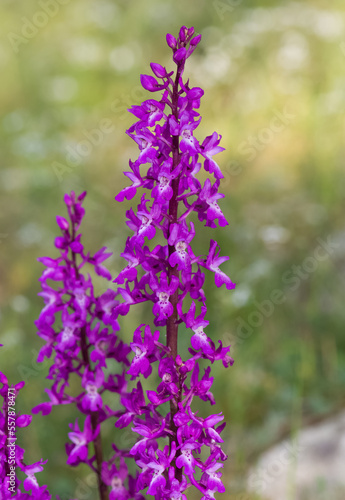 wild flowers  wild orchids in nature photos