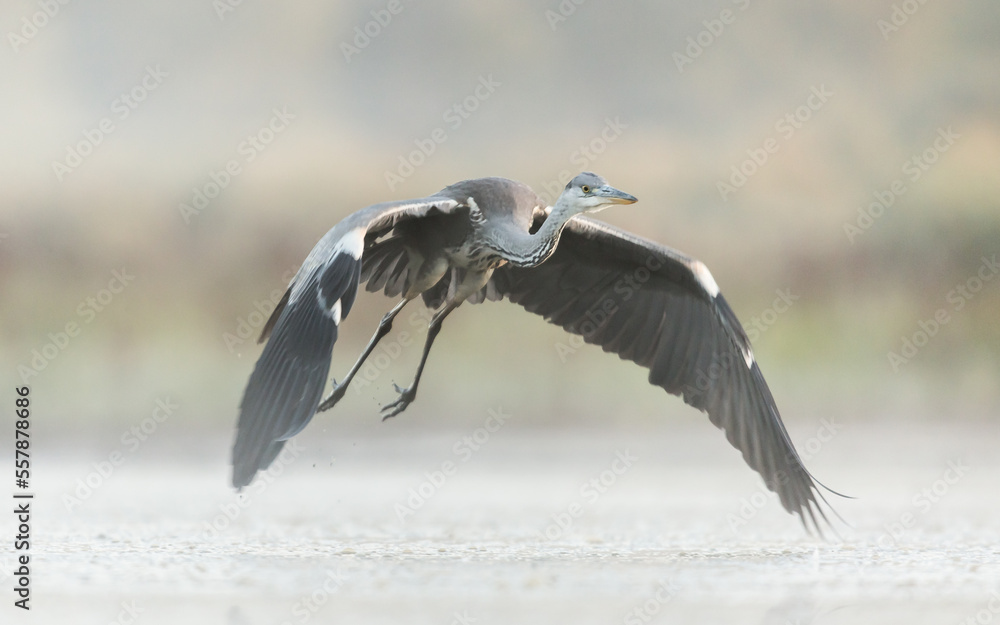 heron in flight heron in flight