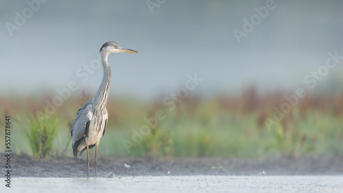 world wetlands day, bird on a wetland, heron, ardea cinerea photo