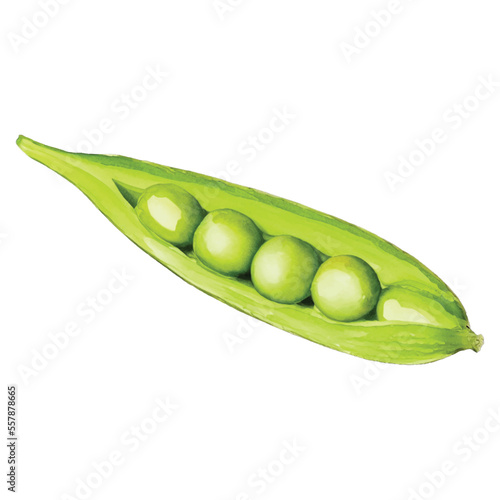 pea pod hand drawn with watercolor painting style illustration