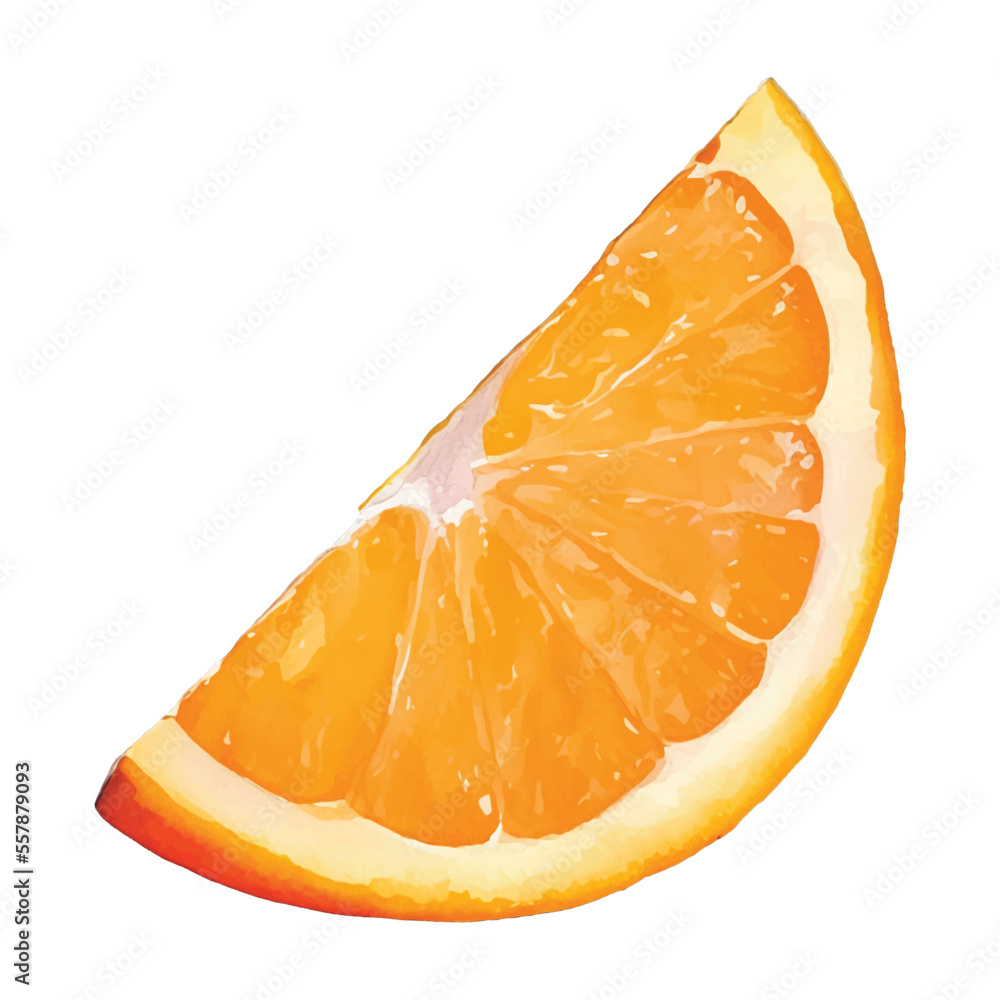orange slice hand drawn with watercolor painting style illustration