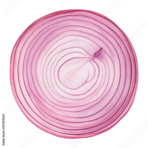 onion hand drawn with watercolor painting style illustration